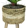 24" X 24" Artificial Dracaena Plant In Basket Stand - LCG Florals 1 24" X 24" Artificial Dracaena Plant In Basket Stand - LCG Florals -Home Improvement Store GUEST 5c56fcc2 b59d 4589 a3fe f00342fbb95b