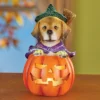 Collections Etc LED Lighted Jack-O'-Lantern Witch Dog Halloween Decoration 3.75 X 3.75 X 6.25 2 Collections Etc LED Lighted Jack-O'-Lantern Witch Dog Halloween Decoration 3.75 X 3.75 X 6.25 -Home Improvement Store GUEST a108344e 8ec4 4bdd 9b4b ee487b8e0bf0