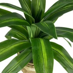 24" X 24" Artificial Dracaena Plant In Basket Stand - LCG Florals -Home Improvement Store GUEST d54a6b5b 093c 44a5 8398 d44140067f11